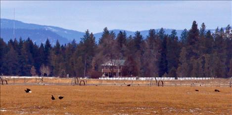 More than two dozen bald eagles of all ages flocked to a field along North Crow Road in Ronan last week, drawing onlookers to the rural farmland.