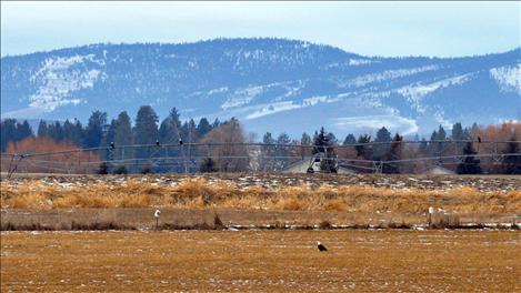 More than two dozen bald eagles of all ages flocked to a field along North Crow Road in Ronan last week, drawing onlookers to the rural farmland.