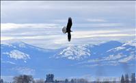 Bald eagles admired along North Crow Road