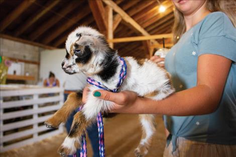 Kyra Marmom holds out a baby goat, one of triplets, that she helped a friend take care of at the Lake County Fair.