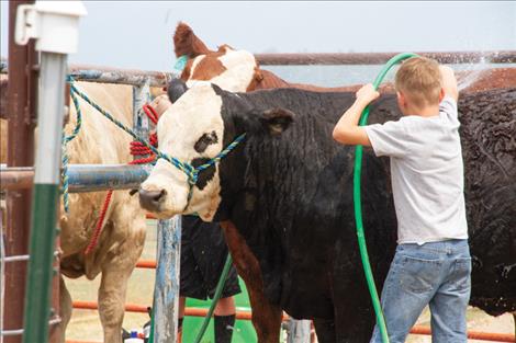 4-H participants wash their animals prior to market beef judging.