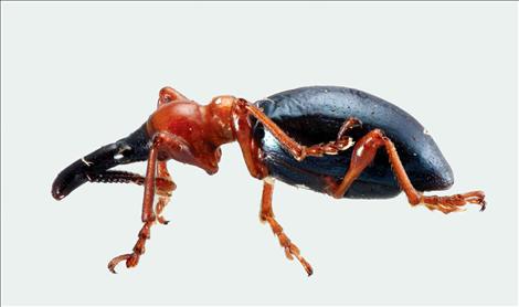 Sweetpotato weevil