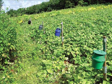 MSU entomologist Gadi V.P. Reddy and his collaborators in Guam conducted a study that compared the effectiveness of different colored traps for attracting the sweetpotato weevil. Reddy now wants to know if Montana insects react the same way.