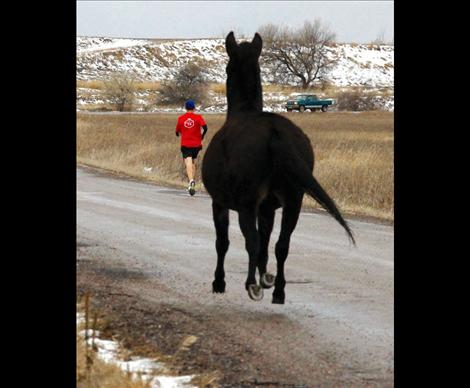 Mary Waite’s mule Scout recently tagged along with Polson marathon runners.