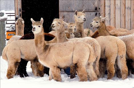 Adolescent alpacas enjoy a morning snack at Black Wolf Ranch near St. Ignatius.