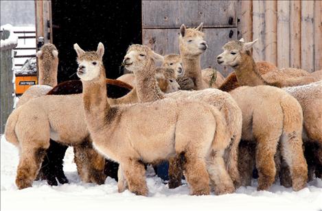 Adolescent alpacas enjoy a morning snack at Black Wolf Ranch near St. Ignatius.