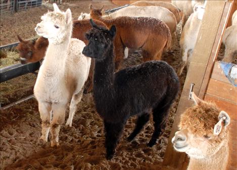 Alpacas prick up their ears to see who is visiting their barn. 