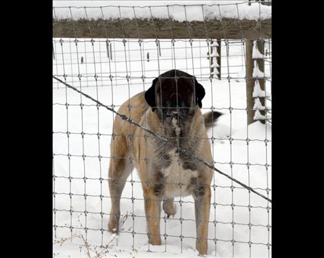 A whole lot of dog, an Anatolian Shepherd’s job is to protect the alpacas. 