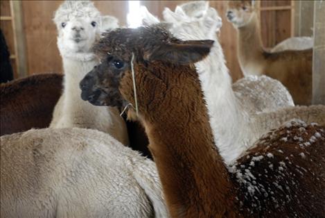 Even hay on her head and snow on her back doesn’t detract from this alpaca’s cuteness. 