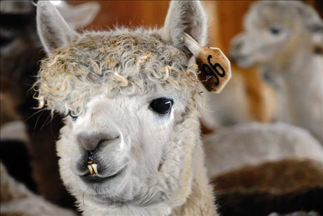 A curious alpaca comes close to the camera.