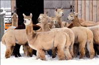 Versatile, varied: Multifunctional ag class visits alpaca ranch