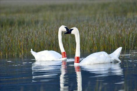 Trumpeter swans on the Flathead Reservation are tagged with red neck and leg bands to assist in tracking migration  movements. Trumpeter swans mate for life.