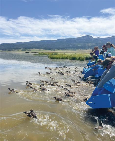 Volunteers from Ducks Unlimited, the Nature Conservancy and the University of Montana release newly banded ducks back onto Lower Red Rock Lake. 