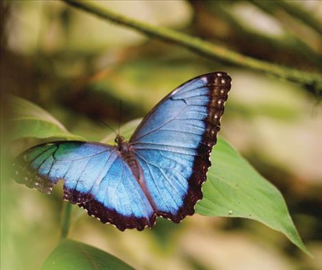 Pictured above is a photo of a Blue Morpho butterfly taken from the movie “Journey of Transformation.”