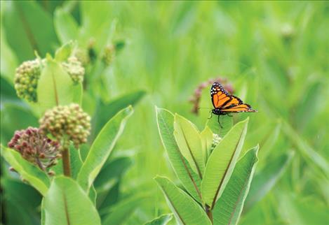 Monarch butterfly
