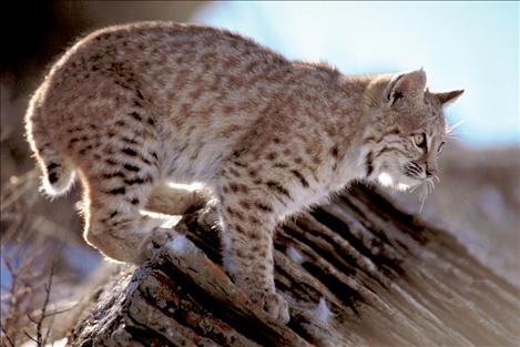 Bobcat