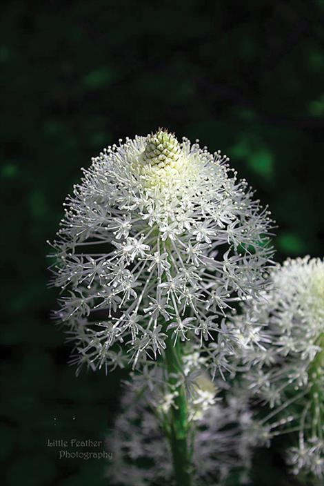 Bear Grass - Sheldon