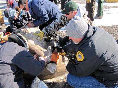 Workers take blood samples to test the health of bighorn sheep removed from Wildhorse Island. 