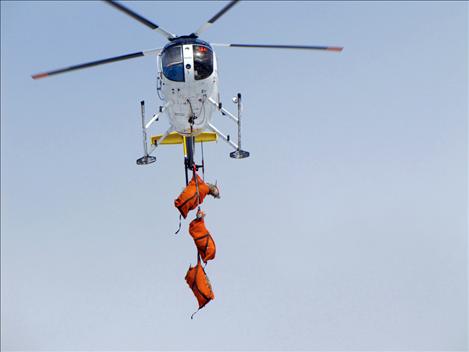 Bighorn sheep are gently lifted from Wildhorse Island via helicopter.