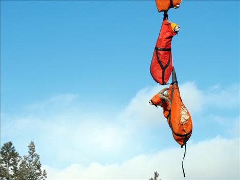 Bighorn sheep are gently lifted from Wildhorse Island via helicopter.