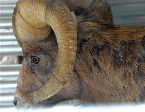 A bighorn sheep peers out of a trailer.