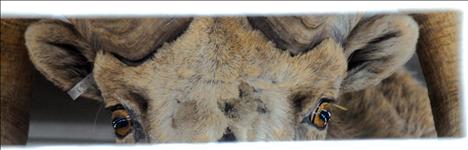 A bighorn sheep peers out of a trailer.