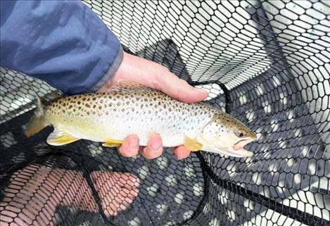 Brown trout can harm native trout species by outcompeting them for resources and preying on juvenile fish. Anglers who catch a brown trout in the Flathead River or its tributaries should kill the fish immediately and report the catch to the FWP Region 1 office at 406-752-5501.