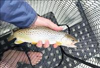 FWP responds to brown trout detection in Flathead River