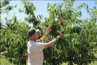 Cherry growers narrowly dodge labor shortage as Trump policies worry workers