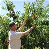 Buena Vista Orchard owner Bruce Johnson stands on his five-acres of cherry trees. Johnson is one of many orchards that relies on migrant workers from Washington to harvest cherries in July.
