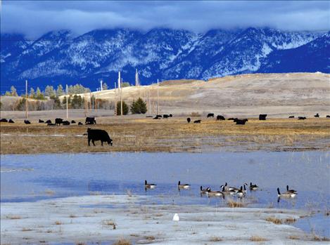 Fields of standing water are a common sight around the county as warming temperatures melt surface snow.