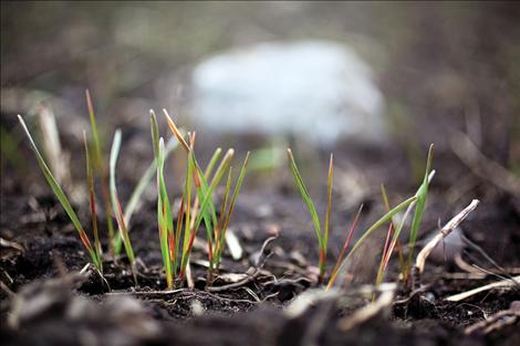 Seeded in the late fall, winter wheat makes its appearance in late March.