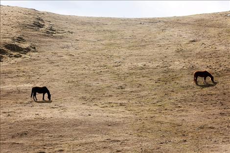 With snow no longer covering their food, horses graze in a field that will turn neon green once temperatures rise.