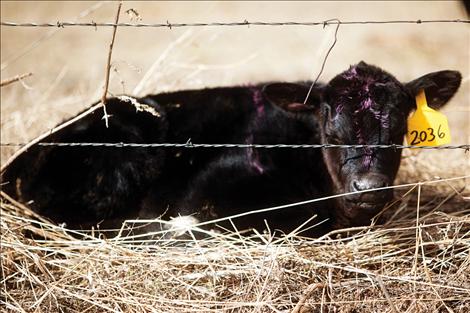 Newborn calves are sure signs of spring.