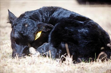 Newborn calves are sure signs of spring.