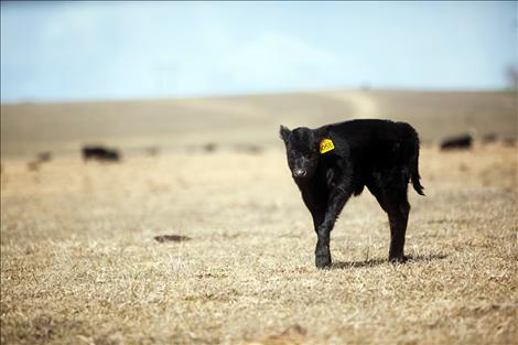 Newborn calves are sure signs of spring.