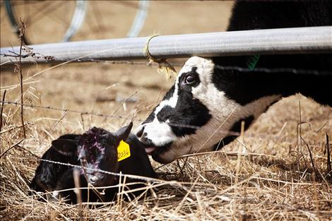 Newborn calves are sure signs of spring.