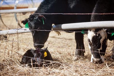 Newborn calves are sure signs of spring.