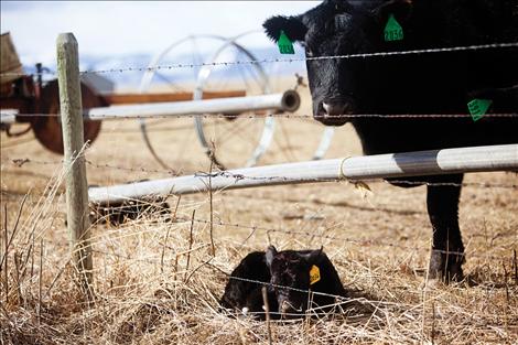 Newborn calves are sure signs of spring.