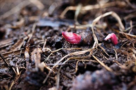 A small bud emerges from the ground after a long winter.