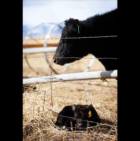 Newborn calves are sure signs of spring.