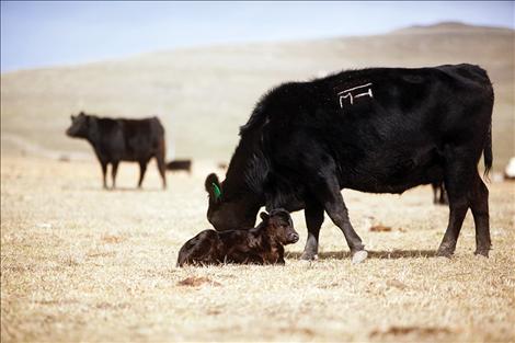 Newborn calves are sure signs of spring.