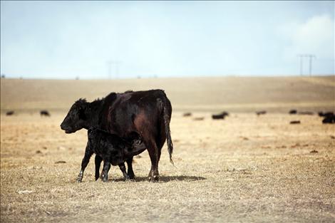 Newborn calves are sure signs of spring.