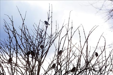Tiny chickadees chirp in trees that will soon burst forth green leaves.