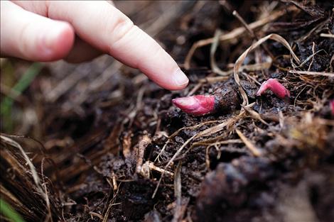 A small bud emerges from the ground after a long winter.