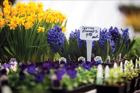 Spring flowers await planting at South Shore Greenhouse in Polson.