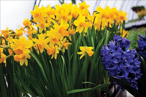 Colorful daffodils bring cheer to South Shore Greenhouse.