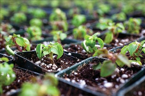 Starter plants at South Shore Greenhouse await warm earth to set down roots in someone's garden..