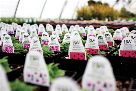 Starter plants at South Shore Greenhouse await warm earth to set down roots in someone's garden.