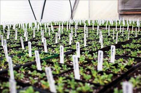 Starter plants at South Shore Greenhouse await warm earth to set down roots in someone's garden.